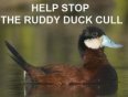 Ruddy Duck