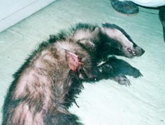 dead badger