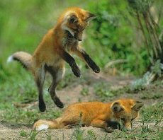 Fox cubs