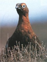 Grouse