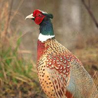 Pheasant