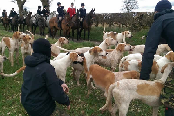 Hunt sabs with hounds