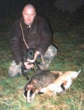 Badger and fox killed a by terrier